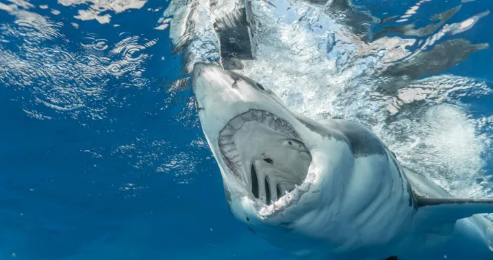 Ilustracija/ Pexels/