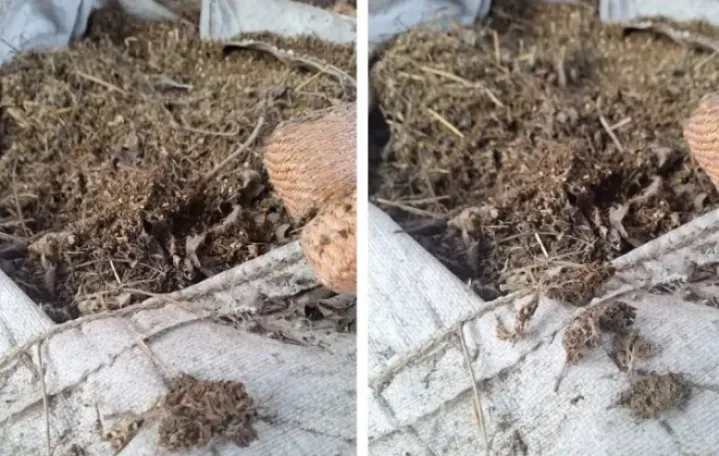 Oduzeta droga/MUP RS//