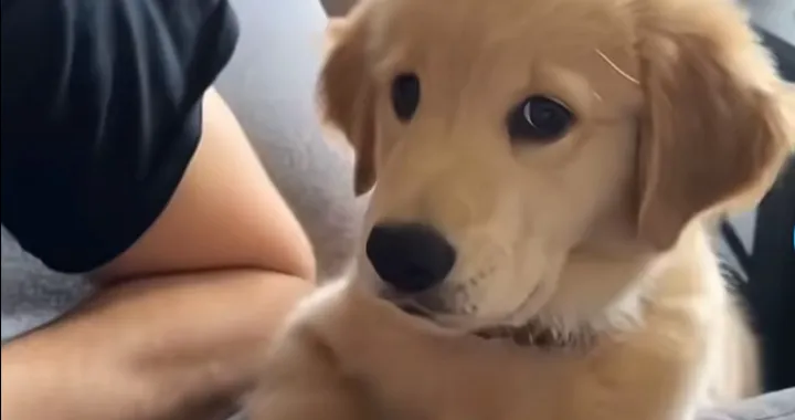 Preslatki psić prvi put zalajao i &scaron;okirao samoga sebe/Screenshot