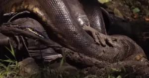 dozvolio anakondi da ga živog proguta/Screenshot 