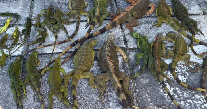 Neobična zima na Floridi: Iguane padaju s drveća zbog naglog zahlađenja/Wpec Cbs12 News