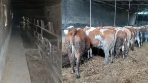 Štala je ostala pusta - Svih 100 grla su prodali u Jelah/Agroklub