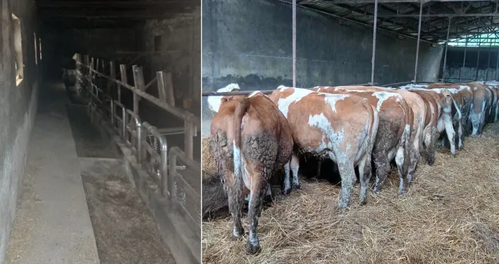 &Scaron;tala je ostala pusta - Svih 100 grla su prodali u Jelah/Agroklub