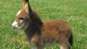 Magare, mladunče, pule, mali magarac/Facebook