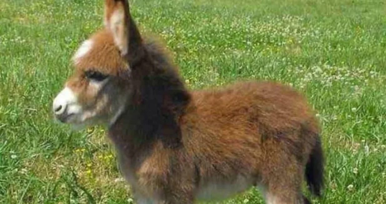 Magare, mladunče, pule, mali magarac/Facebook