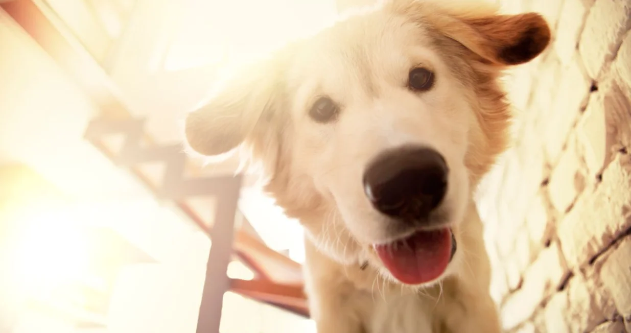 Da li se va&scaron; pas obraduje kad čuje neku riječ?/Ilustracija/