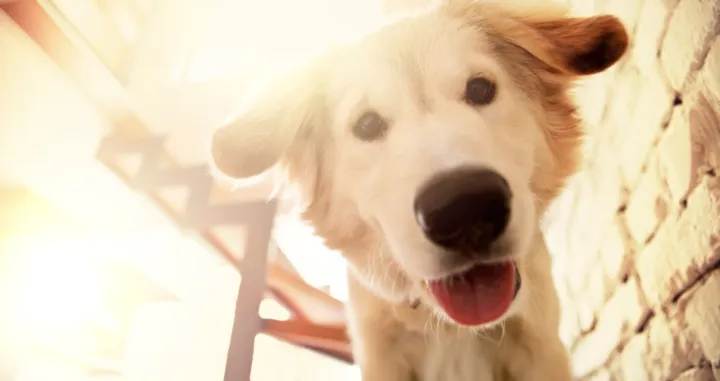 Da li se va&scaron; pas obraduje kad čuje neku riječ?/Ilustracija/