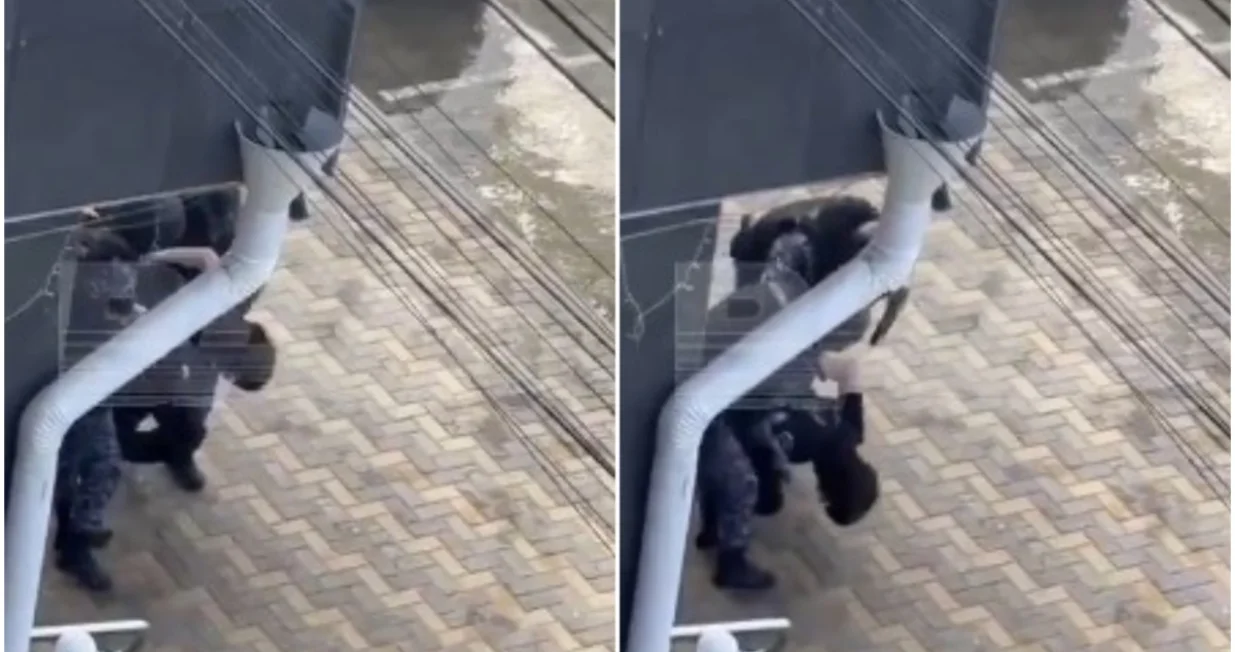 Uhap&scaron;en napadač/Printscreen/X.com//