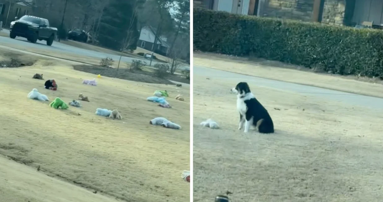 Vrijedni pas ozbiljno shvatio svoj zadatak/Tiktok