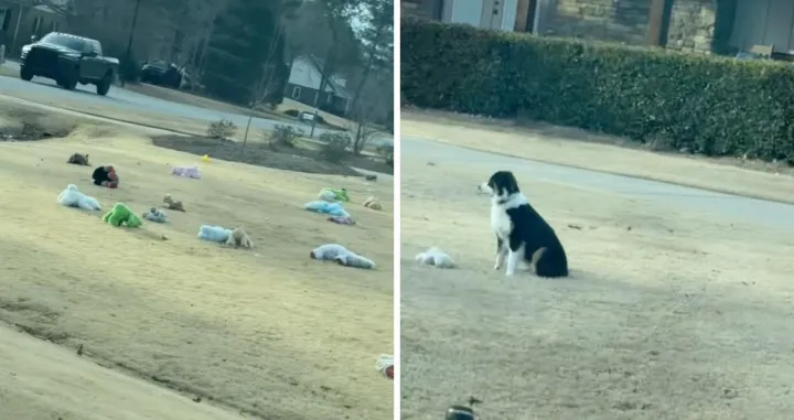 Vrijedni pas ozbiljno shvatio svoj zadatak/Tiktok