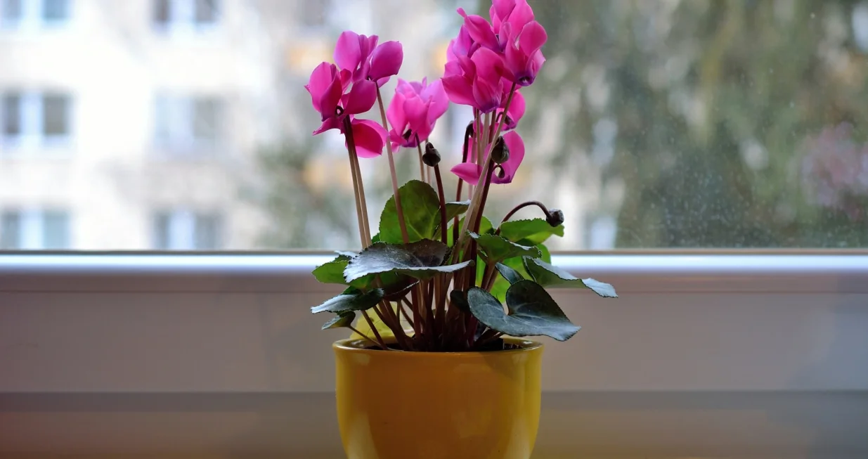 Trik koji djeluje/Free Pik