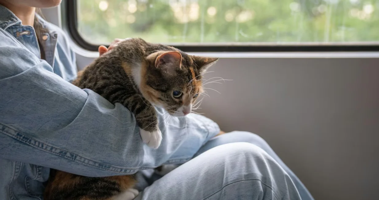 mačka putovanje/