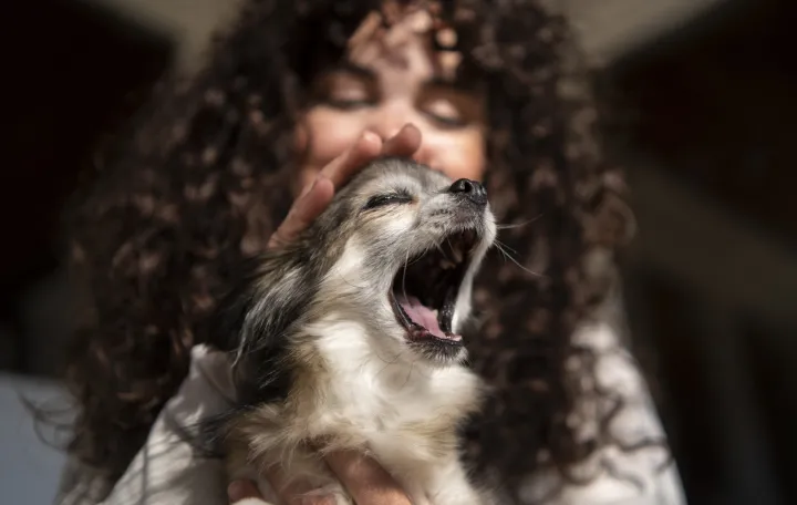 Trik koji svi vlasnici trebaju znati/Free Pik