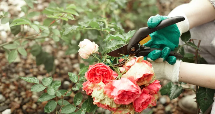 Bit će bujne i zimi/Free Pik