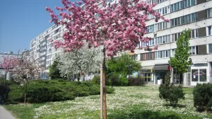 Behar i travnjak pun tratinčica/