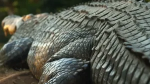 Sa 123 godine Henry je najstariji poznati krokodil na svijetu i prava grdosija/Screenshot