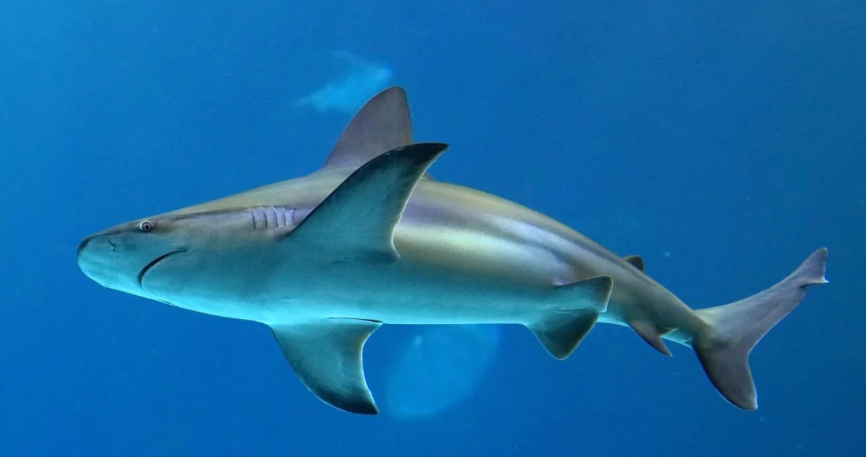 Golema psina/Ilustracija