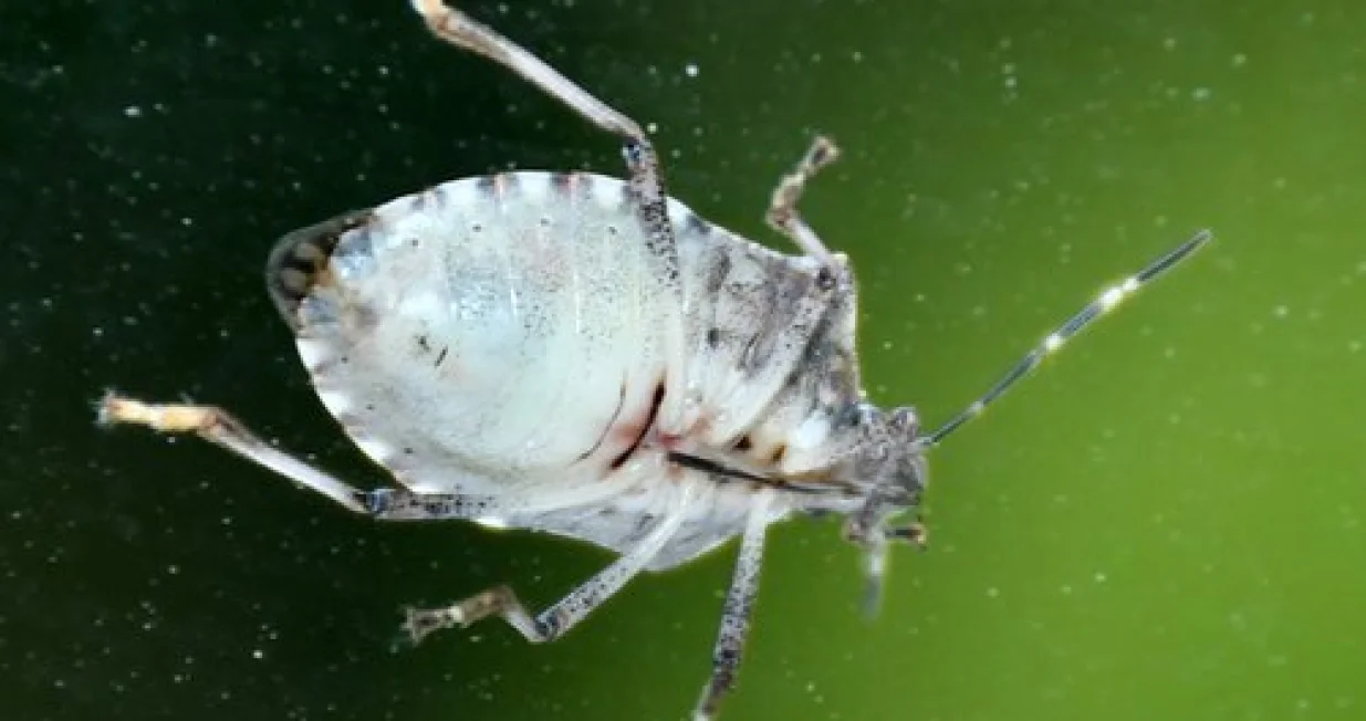 smrdljiva martina/Nikola Cutuk/pixsell