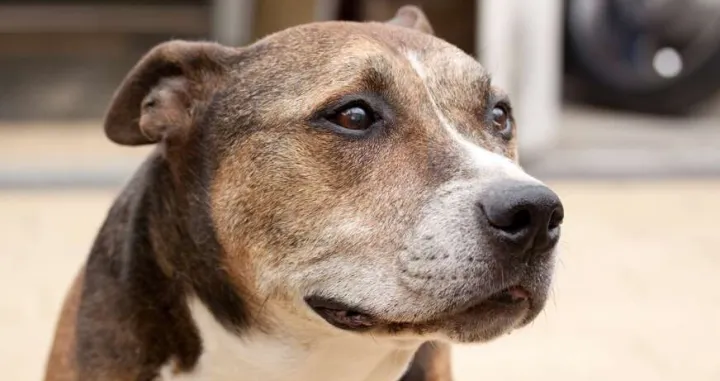 Američki stafordski terijer/