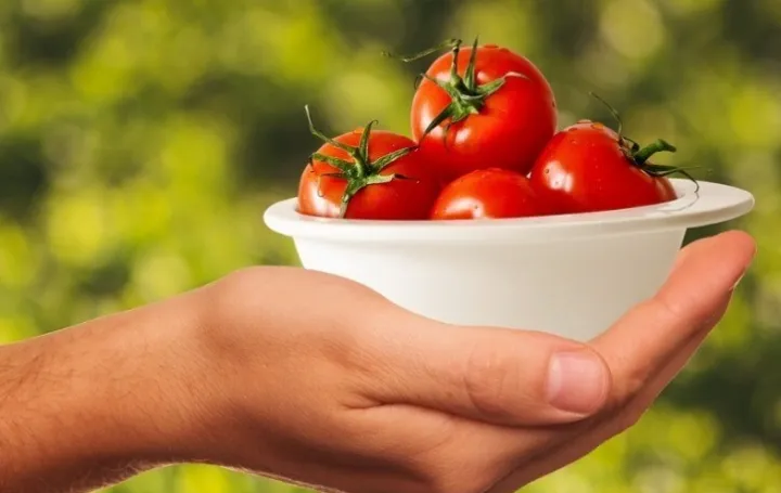 Paradajz ilustracija/