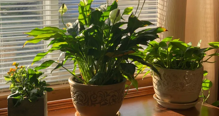 sobne biljke/Unsplash 