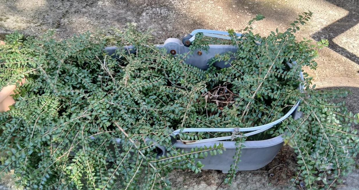 Jednogodi&scaron;nje sadnice lonicera zasađene u dječija_kolica/