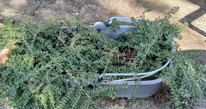 Jednogodi&scaron;nje sadnice lonicera zasađene u dječija_kolica/