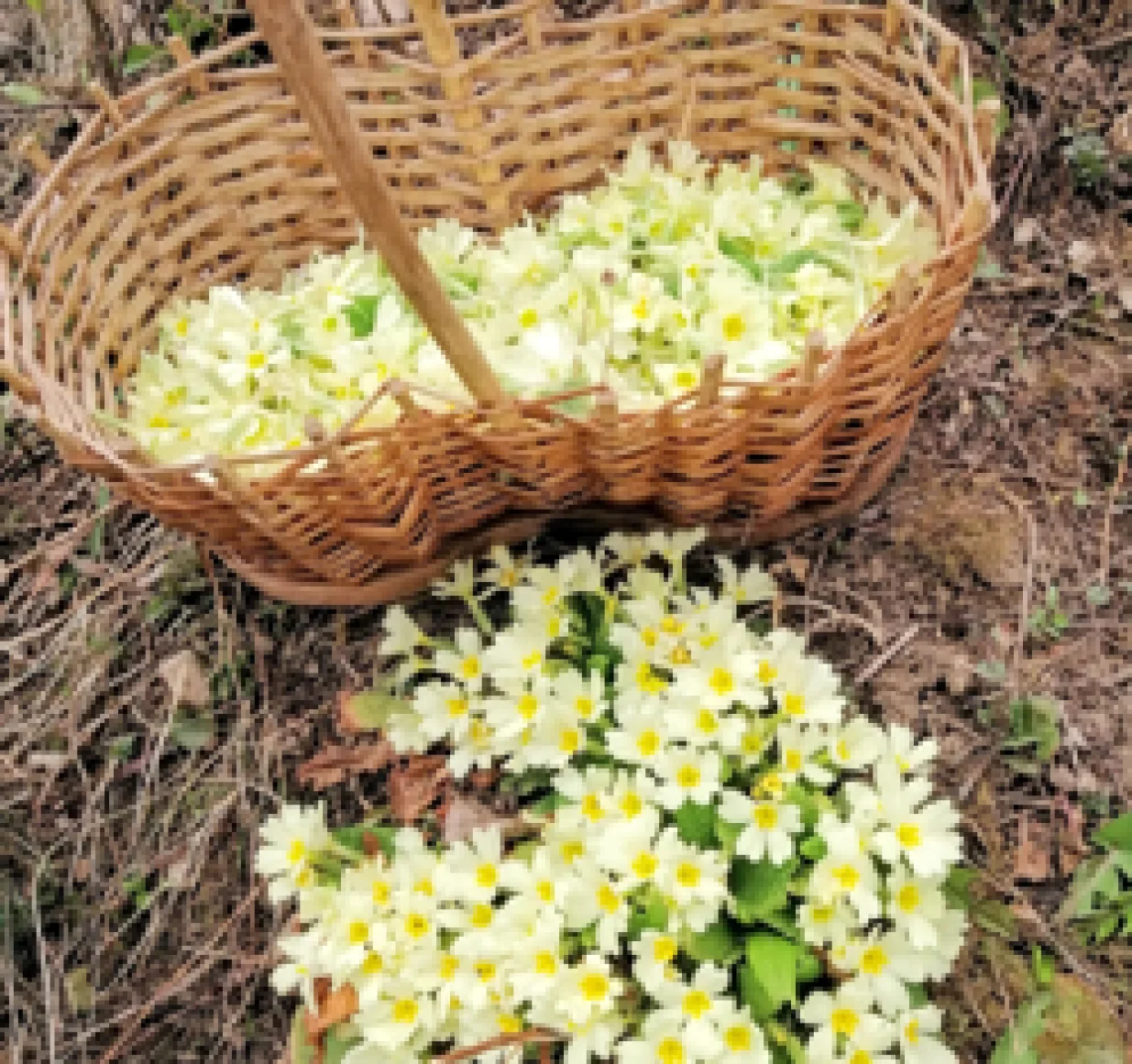 Jagorčevina za čaj/