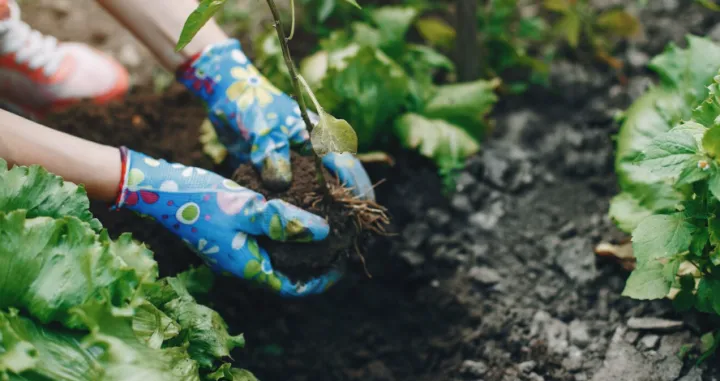 Posadite ih i uživajte u plodovima/Free Pik