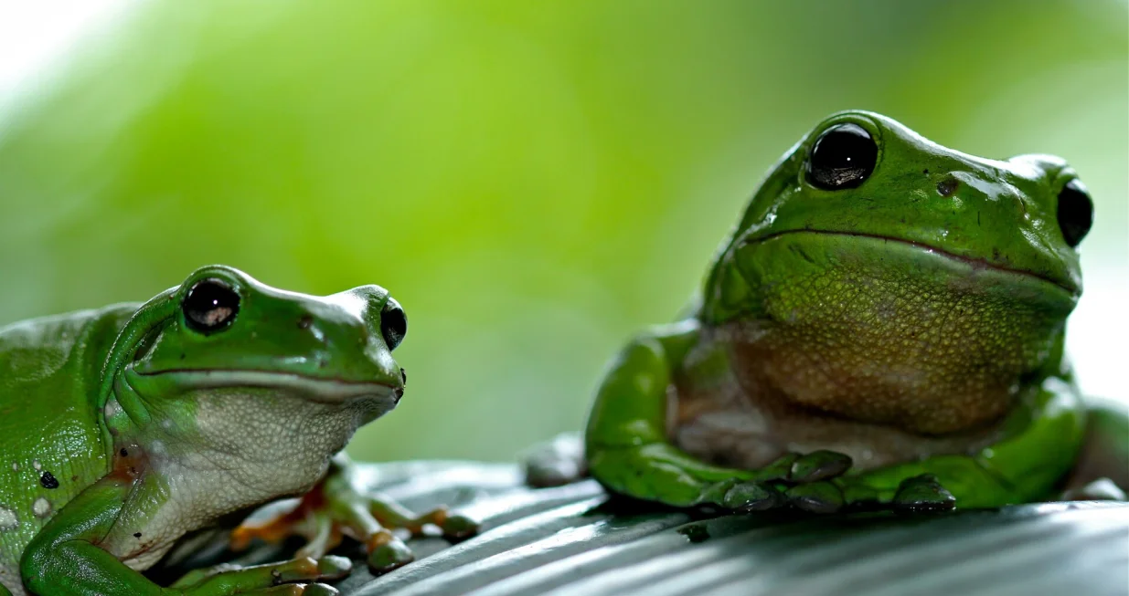 žabe ilustracija/