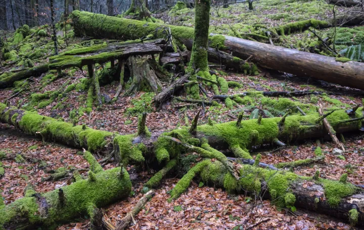 Nacionalni park Risnjak./Darko Tomas