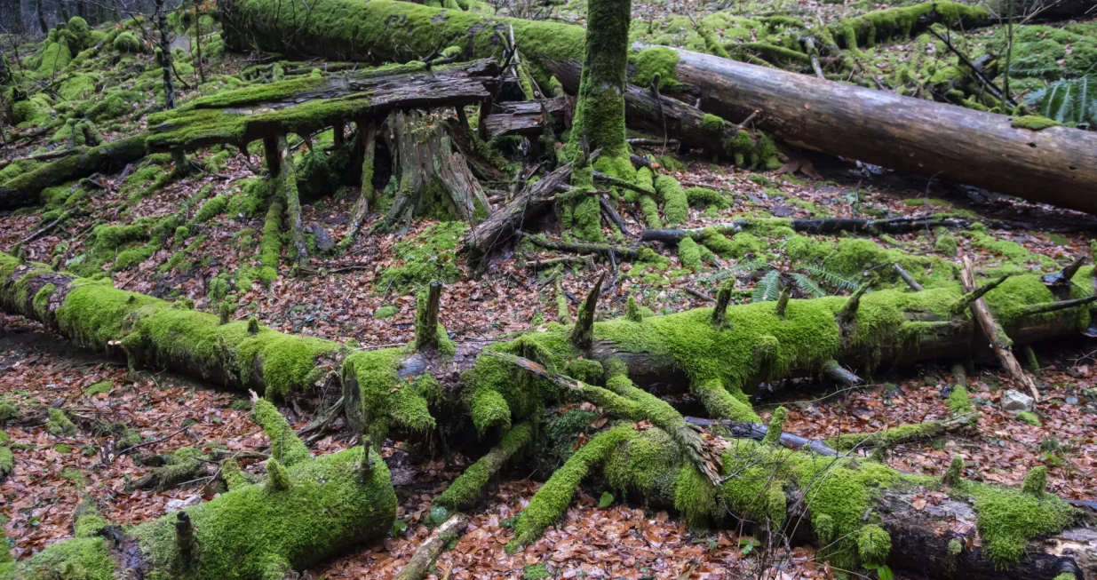 Nacionalni park Risnjak./Darko Tomas