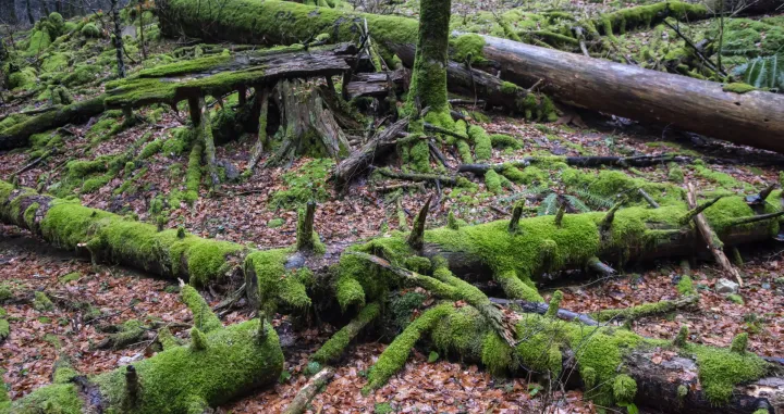 Nacionalni park Risnjak./Darko Tomas