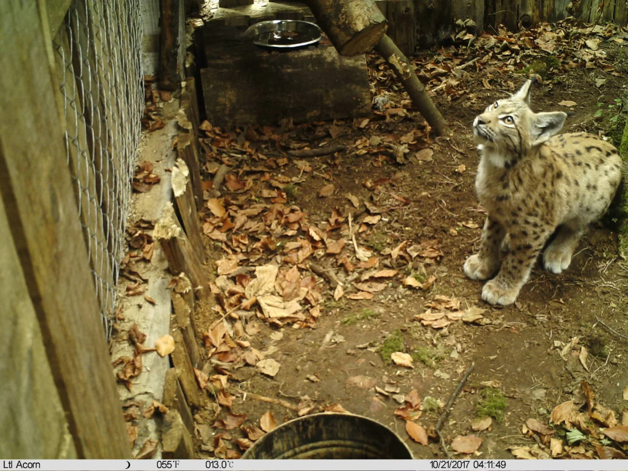 Fotografije sa nadzornih kamera - Ris/