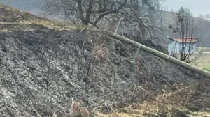 Srušio se stub/Fena//