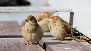 Vrapci na klupi/Damir Deljo