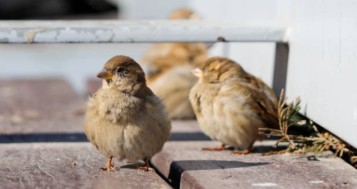 Vrapci na klupi/Damir Deljo
