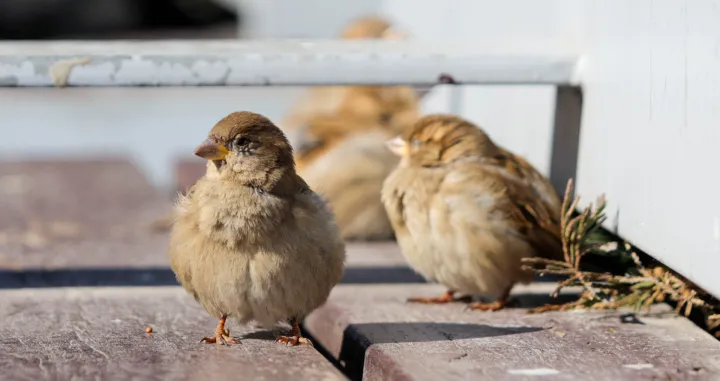 Vrapci na klupi/Damir Deljo