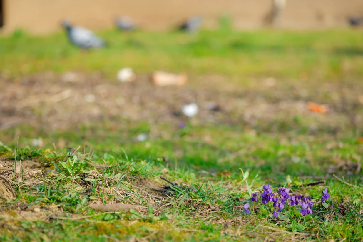 Dolazak proljeca ilustracije/Damir Deljo