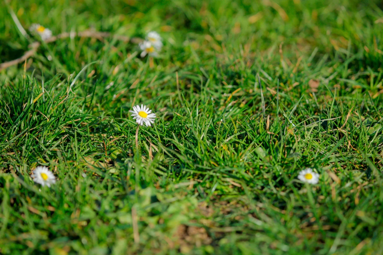 Dolazak proljeca ilustracije/Damir Deljo