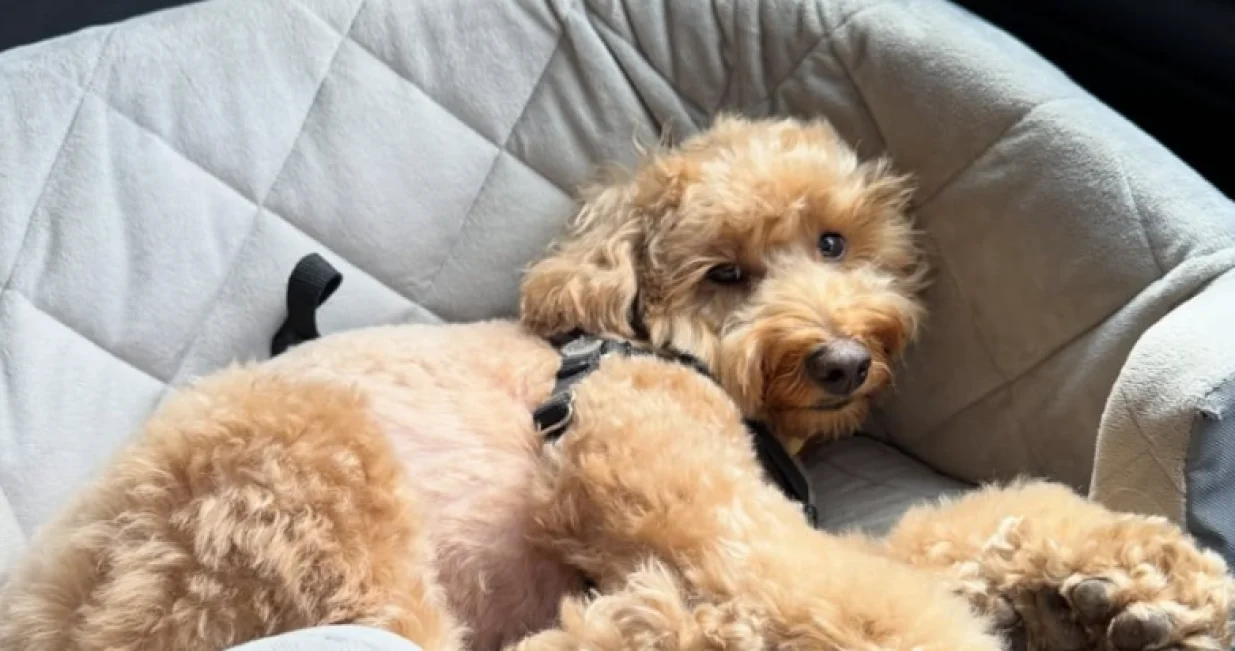 Ovaj pas postao je zvijezda/@lildoodbrooks