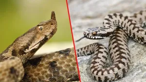 zmije otrovnice/Ilustracija/