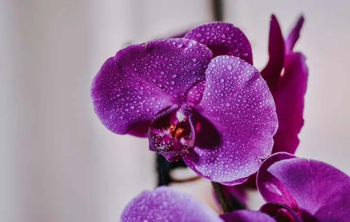 Orhideje mogu cvjetati i zimi//