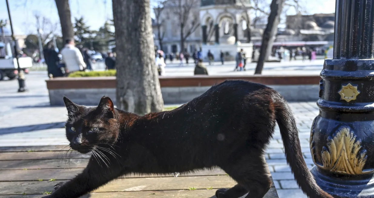 U svijetu se danas obilježava Svjetski dan mačke, domaće životinja koja živi uz ljude već oko 3.500 godina.Povodom Svjetskog dana mačke, fotoreporteri Anadolu Agency (AA) fotografisali su ove životinje u mnogim dijelovima svijeta, a nije izostao ni najveći turski grad Istanbul, poznat kao "grad mačaka" (Arife Karakum - Anadolu Agency)/�