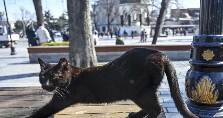 U svijetu se danas obilježava Svjetski dan mačke, domaće životinja koja živi uz ljude već oko 3.500 godina.Povodom Svjetskog dana mačke, fotoreporteri Anadolu Agency (AA) fotografisali su ove životinje u mnogim dijelovima svijeta, a nije izostao ni najveći turski grad Istanbul, poznat kao "grad mačaka" (Arife Karakum - Anadolu Agency)/�