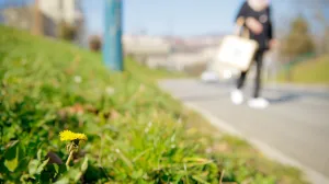 Dolazak proljeca/Damir Deljo