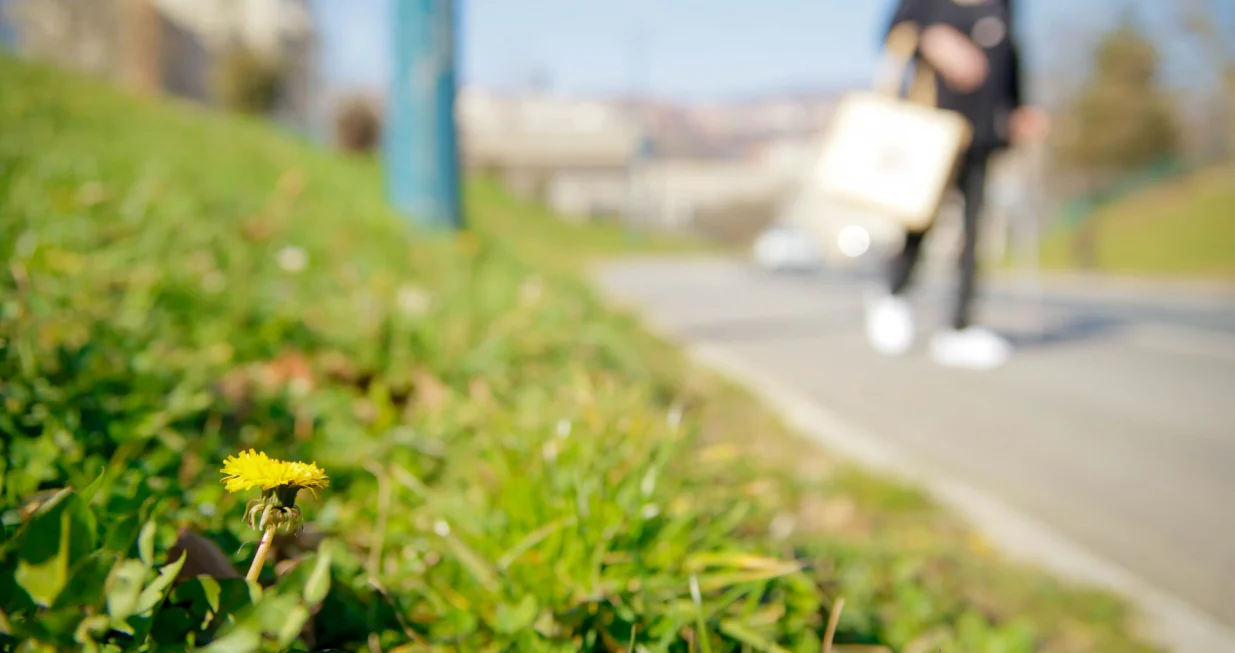 Dolazak proljeca/Damir Deljo