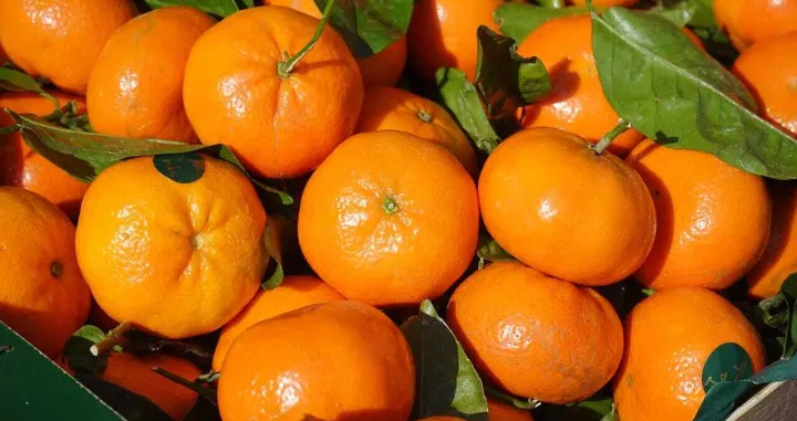 klementine ilustracija/