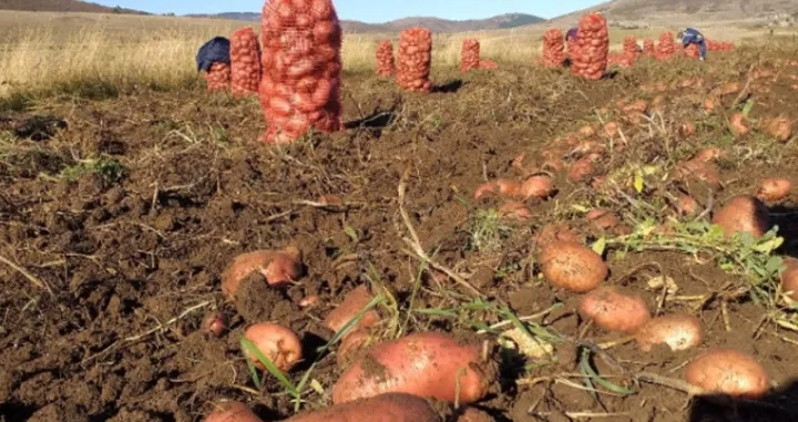 Glamočki krompir/Nick