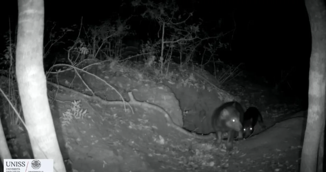 Objavljen snimak/Printscreen/Instagram//